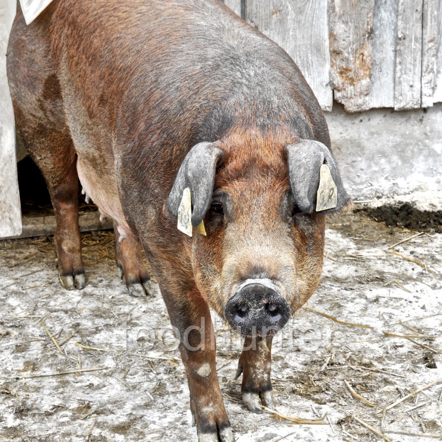 Duroc, Bio-Zucht