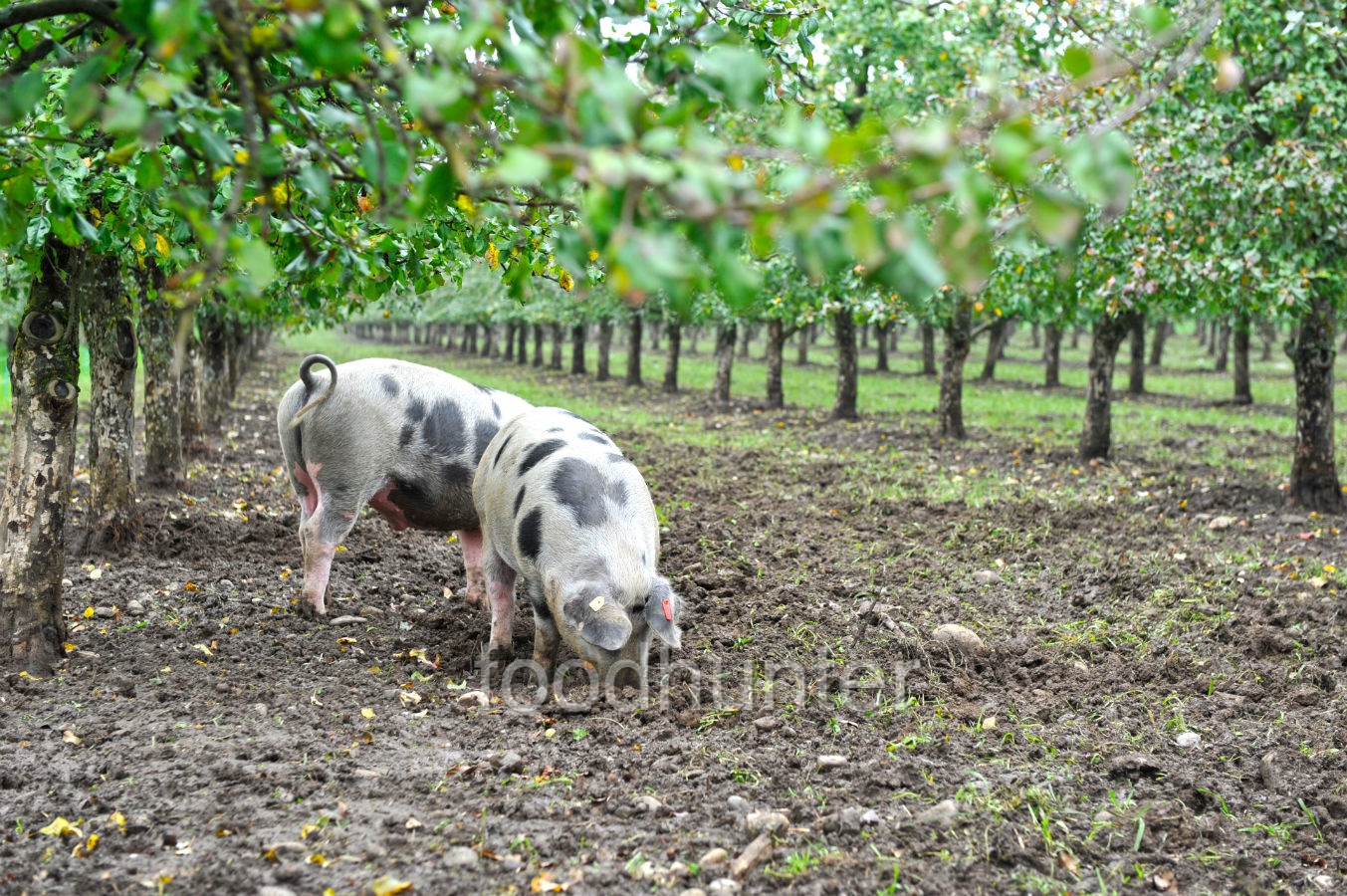 Bentheimer Schwein, Bio-Zucht