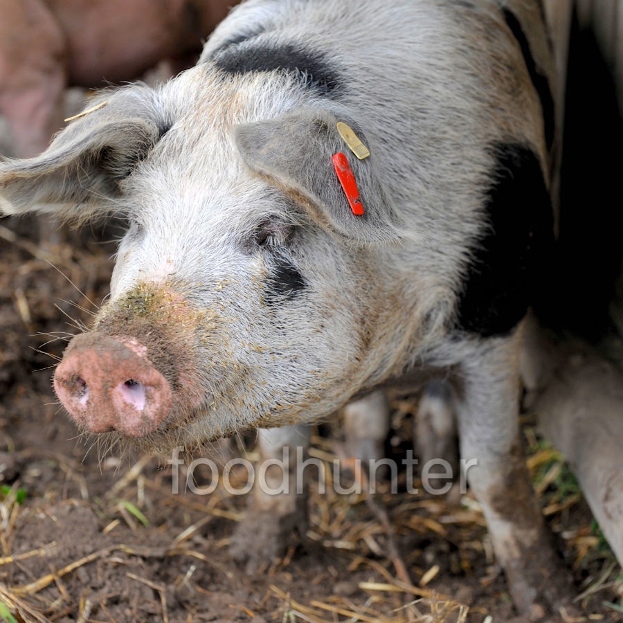 Bentheimer Bio-Schwein