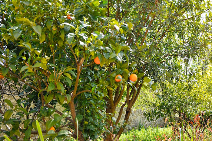 Arancia Rossa di Sicilia– die Blutorange